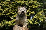 CAIRN TERRIER 355